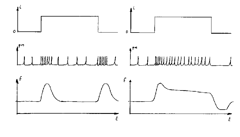 Adaptation cellulaire