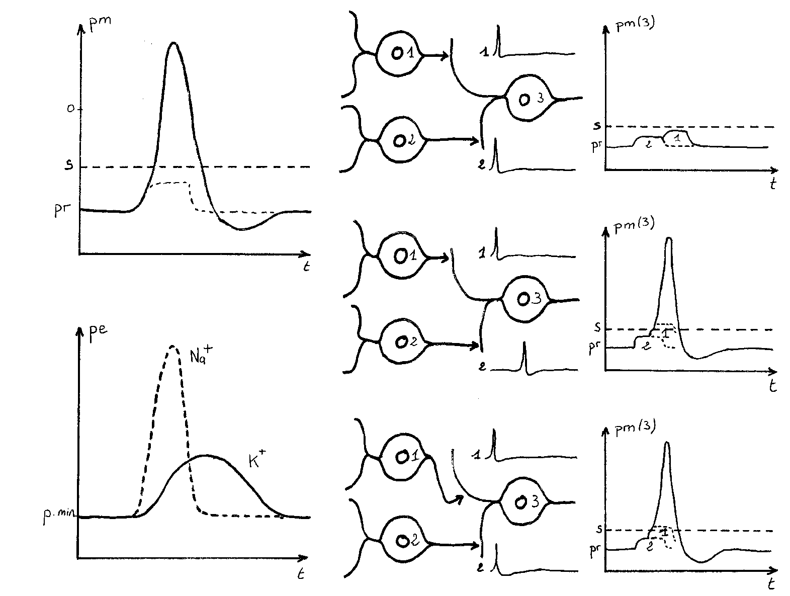 Potentiels d'action et intégration dans les circuits