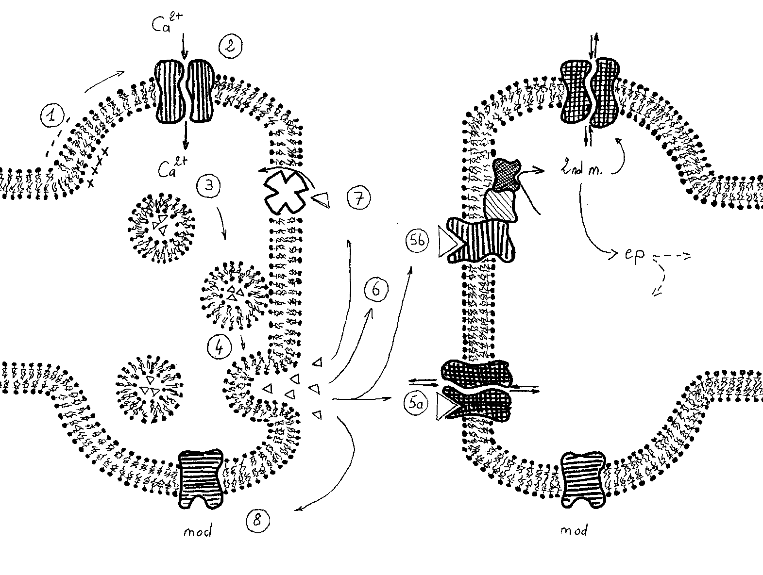synapse.png